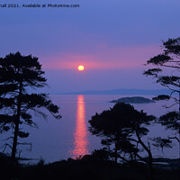 Buy canvas prints of Scots Pines at Sunset on Scottish West Coast by Pearl Bucknall