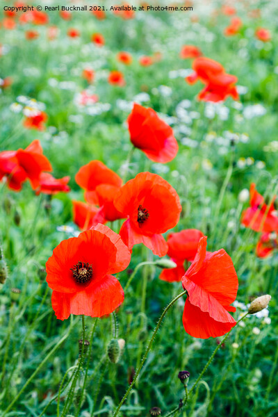 Poppy Field of Red Poppies Picture Board by Pearl Bucknall