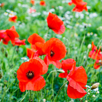 Buy canvas prints of Poppy Field of Red Poppies by Pearl Bucknall