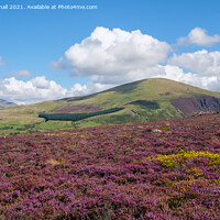 Buy canvas prints of Purple Heather on a Hillside in Summer by Pearl Bucknall