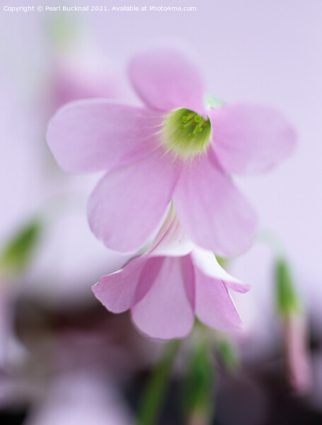 Soft Pink Purple Shamrock Flowers Picture Board by Pearl Bucknall