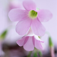 Buy canvas prints of Soft Pink Purple Shamrock Flowers by Pearl Bucknall
