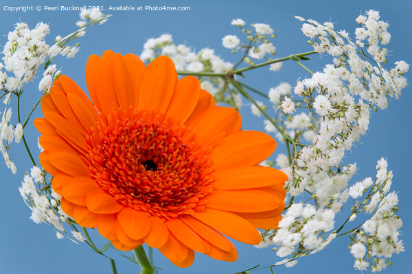Orange Gerbera Flower in Gypsophila Flowers Picture Board by Pearl Bucknall