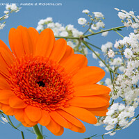 Buy canvas prints of Orange Gerbera Flower in Gypsophila Flowers by Pearl Bucknall