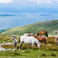 Buy canvas prints of Welsh Mountain Ponies in Carneddau Snowdonia by Pearl Bucknall