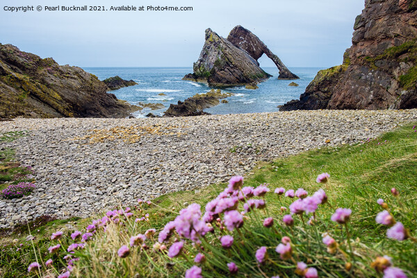 Bow Fiddle Rock and Sea Pink Picture Board by Pearl Bucknall