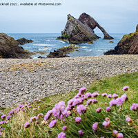 Buy canvas prints of Bow Fiddle Rock and Sea Pink by Pearl Bucknall