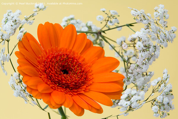 Orange Gerbera Flower and Swirl of Gypsophila Flow Picture Board by Pearl Bucknall