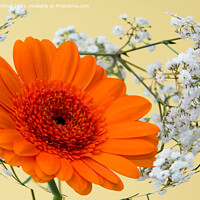 Buy canvas prints of Orange Gerbera Flower and Swirl of Gypsophila Flow by Pearl Bucknall