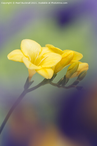 Yellow Freesia Flowers Picture Board by Pearl Bucknall