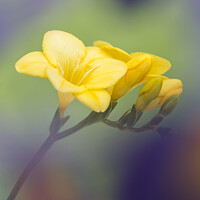 Buy canvas prints of Yellow Freesia Flowers by Pearl Bucknall