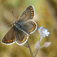 Buy canvas prints of Brown Argus by David Laws