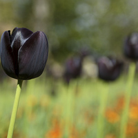 Buy canvas prints of Black Tulip by David Laws
