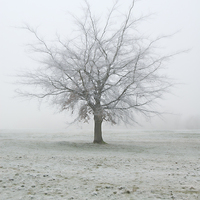 Buy canvas prints of Frozen Tree, Winter, UK by Bernd Tschakert