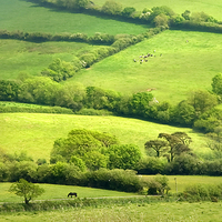 Buy canvas prints of Pastures und hedges, England by Bernd Tschakert