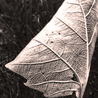 Buy canvas prints of Sepia Leaf, close up by Bernd Tschakert