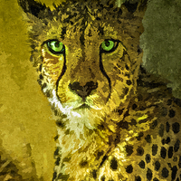 Buy canvas prints of Portrait of a cheetah, Painting effect by Bernd Tschakert