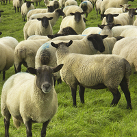 Buy canvas prints of  Flock of Blackface sheep, England, United Kingdom by Bernd Tschakert