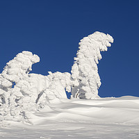 Buy canvas prints of Human shaped trees covered with snow, Austria by Bernd Tschakert