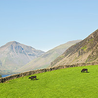 Buy canvas prints of Cows on a pasture, Great Gable, Wastwater, England by Bernd Tschakert