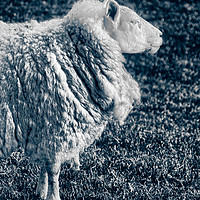 Buy canvas prints of Noble Sheep, Portrait, England, UK  by Bernd Tschakert