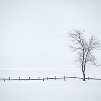 Buy canvas prints of Tree, fence, fog and snow, Austria by Bernd Tschakert