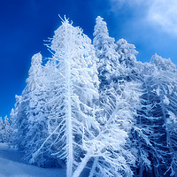 Buy canvas prints of Snow covered winter trees, Austria  by Bernd Tschakert