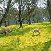 Buy canvas prints of Sheep under trees on a pasture, Somerset, England by Bernd Tschakert