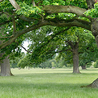 Buy canvas prints of Big, Old Trees close to Corsham, Cotswolds England by Bernd Tschakert