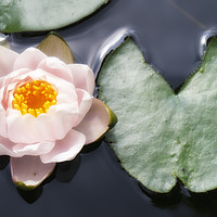 Buy canvas prints of Water lily with leaf in a pond, Austria by Bernd Tschakert
