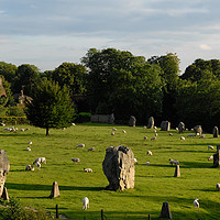 Buy canvas prints of Avebury Stone Circle and Sheep, Wiltshire, England by Bernd Tschakert