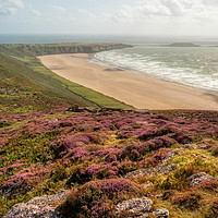 Buy canvas prints of Heather at Rhossili hills, Worm's Head, Gower, UK by Bernd Tschakert