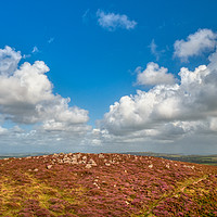 Buy canvas prints of Heather and rocks, Rhossili Down, Gower, Wales, UK by Bernd Tschakert