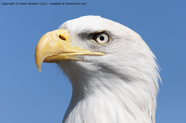 american bald eagle Picture Board by Kevin Britland