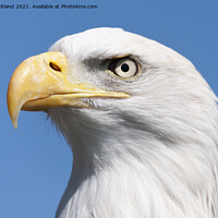 Buy canvas prints of american bald eagle by Kevin Britland