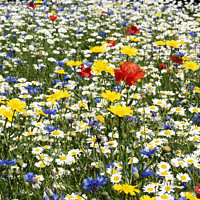 Buy canvas prints of Wild flower meadow  by Kevin Britland