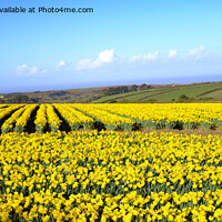 Buy canvas prints of Cornish daffodils by Kevin Britland