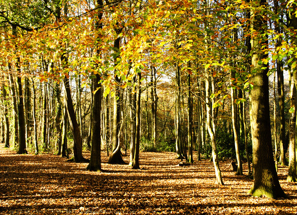 Autumn in the woodland Picture Board by Kevin Britland