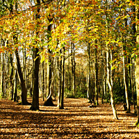 Buy canvas prints of Autumn in the woodland by Kevin Britland