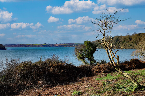 the river fal in cornwall Picture Board by Kevin Britland