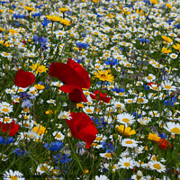 Buy canvas prints of Wild flowers by Kevin Britland