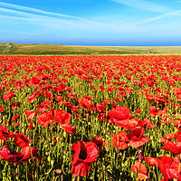 Buy canvas prints of poppy field cornwall by Kevin Britland