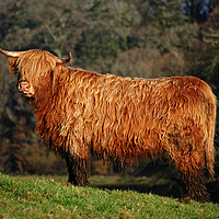 Buy canvas prints of male highland cow by Kevin Britland