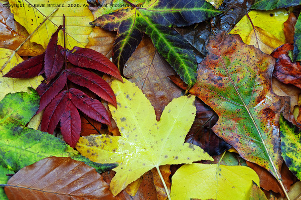 autumn leaves Picture Board by Kevin Britland