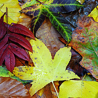 Buy canvas prints of autumn leaves by Kevin Britland