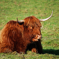 Buy canvas prints of highland cow by Kevin Britland