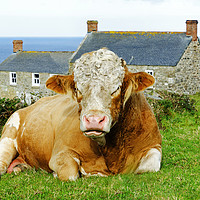 Buy canvas prints of bull lying down by Kevin Britland