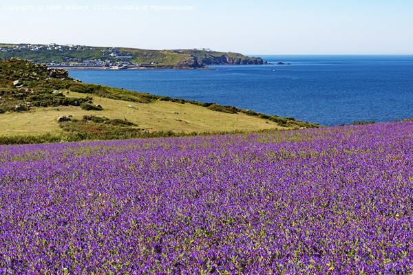 wild flowers in cornwall Picture Board by Kevin Britland