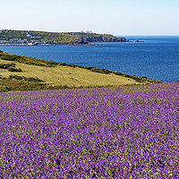 Buy canvas prints of wild flowers in cornwall by Kevin Britland