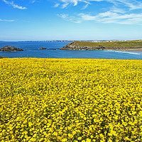Buy canvas prints of wild flowers cornwall by Kevin Britland